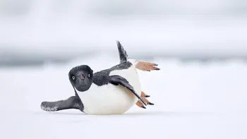 Concursul „Bird Photographer of the Year 2024” aduce în prim-plan fotografii impresionante