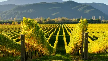 Seceta din acest an vine cu o parte bună, singura: Vinul va fi mai bun