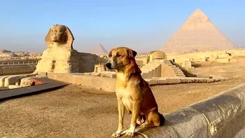 Ce s-a întâmplat cu câinele care a escaladat piramida din Giza? Povestea patrupedului aventurier Apollo