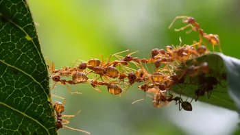 Furnicile practică agricultura la fel ca oamenii: metodele lor agrare ne-ar putea învăța cum să fim mai eficienți în viitor