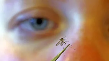 Ucraina, sub o amenințare și mai perfidă pe lângă bombele, dronele și soldații lui Vladimir Putin: Cum amenință virusul West Nile țara răvășită de război