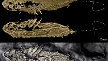 Fosile de 450 de milioane de ani, descoperite de paleontologi: Care este importanța studiului