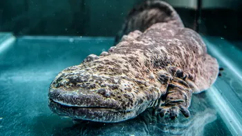 Salamandra uriașă chineză: O descoperire surprinzătoare cu implicații majore pentru conservare