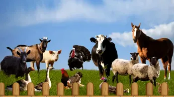 Animalul de coșmar pe care românii îl cresc în casă. Este extrem de popular și se vinde cu o avere pe piața neagră
