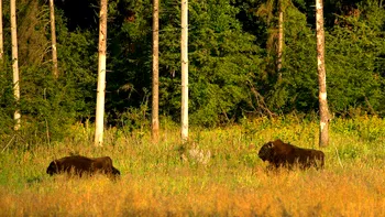 Animalul reîntors pe teritoriul României care ajută la captarea masivă a carbonului și combaterea schimbărilor climatice: bizonii legendari