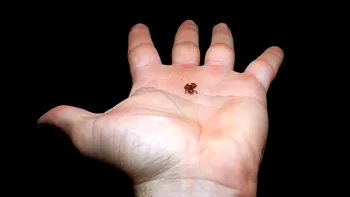 A fost descoperită cea mai mică broască din lume, cât un purice: cercetătorii cred că există mai multe asemenea specii fascinante