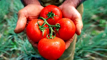 Cât costă roşiile româneşti înainte de Paşte. Preţurile la producător şi în supermarketuri