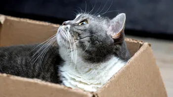 Pisica lui Schrodinger 