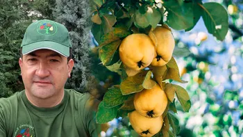 Românul care a dat lovitura cu un fruct foarte popular în țara noastră. Producția record pentru Marius se vinde cu 12 lei kilogramul, o lecție pentru fermieri