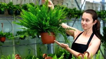 Cele mai benefice plante de interior: Puterea purificatoare a naturii în casa ta