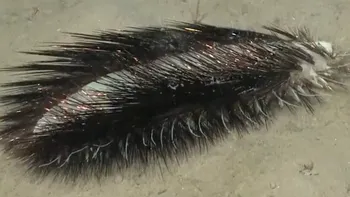 Descoperire uimitoare în adâncurile oceanului: O creatură iridescentă și aproape „extraterestră” filmată pe coasta Chile VIDEO