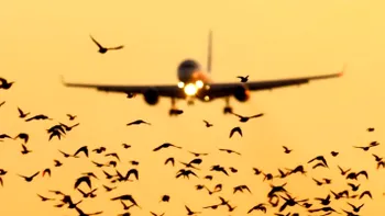 Cum sunt îndepărtate păsările de pe aeroporturi pentru prevenirea incidentelor aviatice