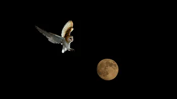 Bufnițele se ascund în lumina lunii: descoperirea surprinzătoare despre camuflajul lor nocturn