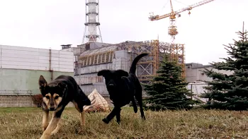 Câinii de la Cernobîl, supraviețuitori ai radiațiilor, au dezvoltat o „superputere”