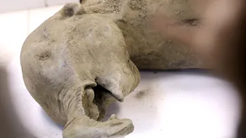 Pui de mamut perfect conservat, descoperit în Rusia: cel mai important exemplar găsit vreodată