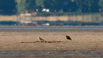 Cel mai rapid animal din lume trăiește și în România: atinge 300 km/h și vânează cu precizie letală