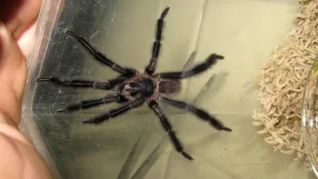 Gigantul blănos cu picioare acoperite de pene: o nouă tarantulă descoperită în Cuba fascinează cercetătorii