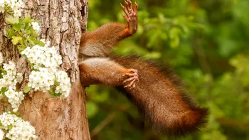 Câștigătorii Nikon Comedy Wildlife Photography Awards 2024: Imagini amuzante și pline de viață