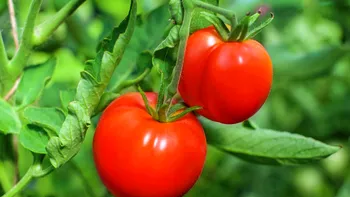 Cele mai scumpe roșii din lume sunt produse în România. Cât costă un kilogram de tomate