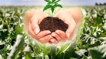 Ce flori și legume pot fi plantate în grădină în ianuarie. Condiția esențială legată de sol