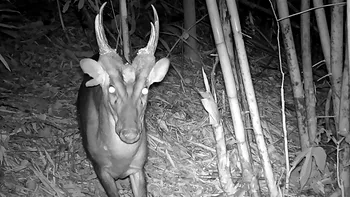 O comoară nestemată a naturii: Specii rare de animale descoperite în munții cambodgieni, un sanctuar al biodiversității