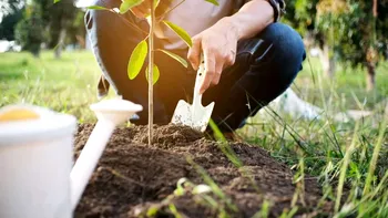 Pomii pe care e bine să-i plantezi în grădină pentru a reduce eroziunea solului