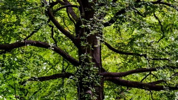 Secretele nucilor: cum își schimbă sexul florile acestor arbori de 40 de milioane de ani