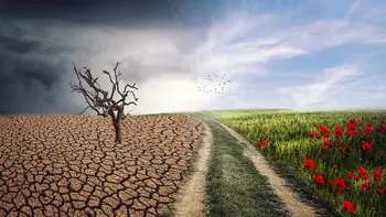 Producții agricole la pământ în România în 2024: Seceta a distrus culturile de porumb și floarea-soarelui