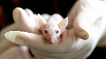 Cercetătorii au creat șoareci cu doi tați biologici prin inginerie genetică