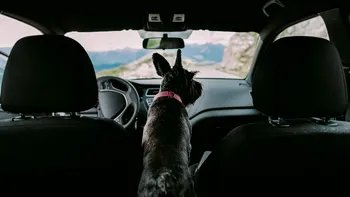 Amendă de peste 4.000 de lei pentru românii care transportă în mașină animalele de companie și nu respectă aceste reguli. Ce prevede Codul Rutier 2025