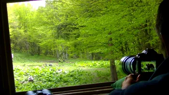 Animalele feroce revin în Europa, inclusiv în România, apropiindu-se tot mai mult de așezările umane și transformând conviețuirea într-o provocare