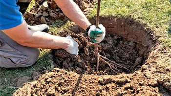 Pomii care se plantează în grădină, în luna februarie. Aşa te vei bucura de o recoltă bogată în fiecare an