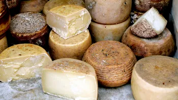 Cea mai periculoasă brânză din lume: tradiția interzisă din Italia, casu marzu