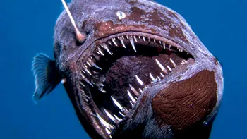 Monstrul supranumit „demonul negru” al adâncurilor, surprins pentru prima dată la suprafața oceanului în plină zi