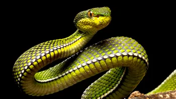 Care este cel mai inteligent șarpe de pe Pământ și ce descoperire schimbă tot ce știm despre aceste reptile