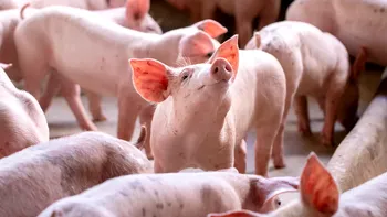 Cât costă kilogramul de porc viu la final de 2025? Cât rămâne după tăiere