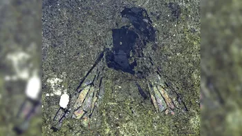 Descoperirea unei albine fosilizate de 14,6 milioane de ani: O descoperire științifică deosebită