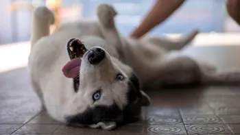 Tratamentele antiparazitare pentru animale ne poluează mediul: există o soluție mai bună?