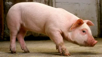 Dinți asemănători cu cei umani, cultivați cu succes în gura unui porc: La ce ajută descoperirea cercetătorilor