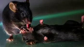 Șoarecii încearcă să-și resusciteze tovarășii căzuți, dezvăluie un studiu fascinant