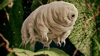 Proteina împrumutată de la tardigrade ar putea deveni un scut împotriva radiațiilor