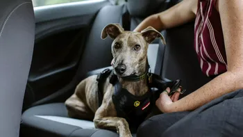 Uber facilitează transportul pentru persoanele cu animale de asistență