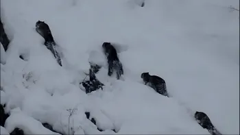 Animalul sălbatic văzut în apropierea unei localități a stârnit bucuria sătenilor. Mamiferul este aproape imposibil de fotografiat, preferă să stea ascuns de oameni