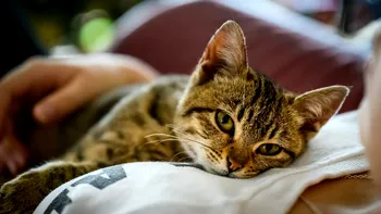 Ce înseamnă când pisica ta stă pe tine. Modurile subtile în care comunică felinele cu stâpânii, deslușite de specialiști