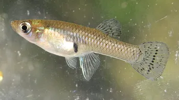 Inteligența acestor pești, o lecție fascinantă de selecție naturală. Doar cei mai capabili ajung să se înmulțească