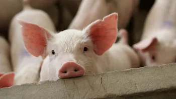 Câtă carne macră rămâne după ce tai un porc de 90 de kilograme: cantitatea estimativă de muşchi şi pulpă
