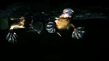 Animalul care nu naște ca oricare alt mamifer de pe Pământ. Descoperă fascinantul ornitorinc care a pus în dilemă oamenii de știință