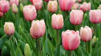 S-a deschis oficial paradisul florilor în România. E un tărâm de vis plin de lalele și 300 de cireși japonezi. E cel mai instagramabil loc primăvara aceasta