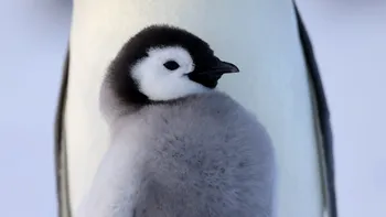 Noutăți de neratat la National Geographic & WILD în aprilie