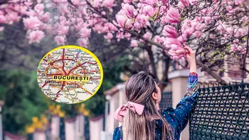 Traseul magnoliilor din București. Acestea sunt acum cele mai frumoase colțuri ale Capitalei, locuri de neratat pentru o plimbare memorabilă